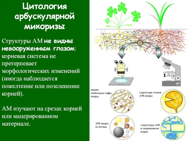 Цитология арбускулярной микоризы Структуры АМ не видны невооруженным глазом: корневая система не