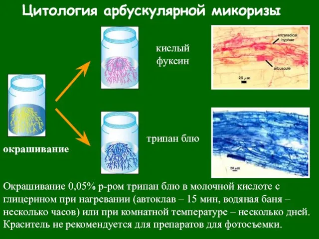 Цитология арбускулярной микоризы окрашивание кислый фуксин трипан блю Окрашивание 0,05% р-ром трипан