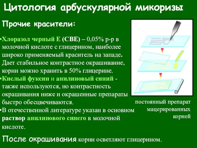 Цитология арбускулярной микоризы Прочие красители: Хлоразол черный Е (СВЕ) – 0,05% р-р