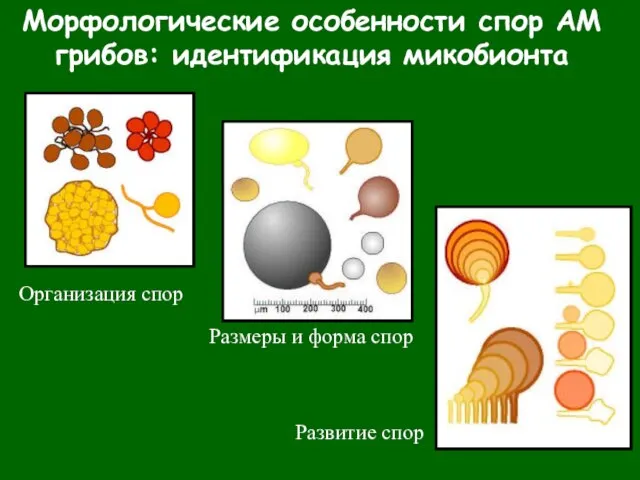 Морфологические особенности спор АМ грибов: идентификация микобионта Организация спор Размеры и форма спор Развитие спор