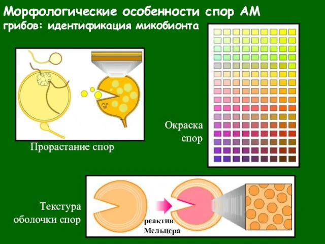 Морфологические особенности спор АМ грибов: идентификация микобионта Прорастание спор Текстура оболочки спор Окраска спор