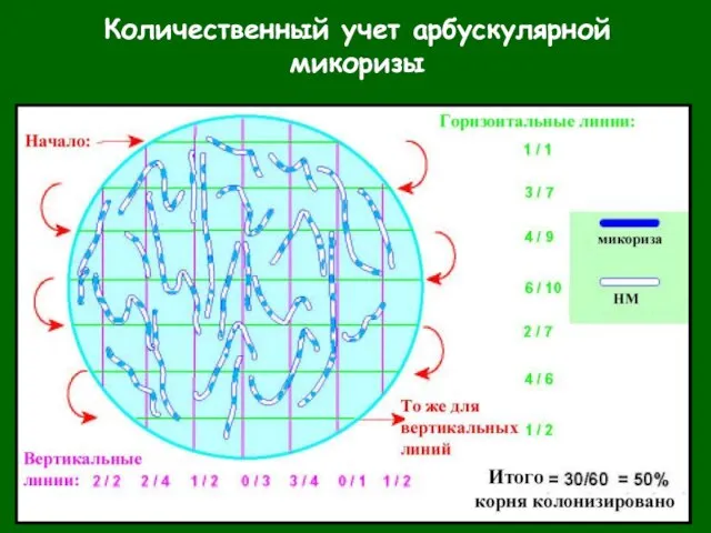 Количественный учет арбускулярной микоризы