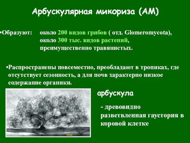 Арбускулярная микориза (АМ) Образуют: около 200 видов грибов ( отд. Glomeromycota), около