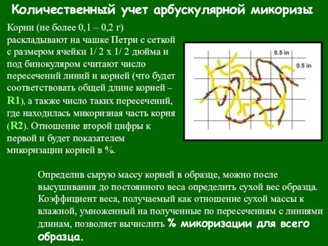 Количественный учет арбускулярной микоризы Корни (не более 0,1 – 0,2 г) раскладывают