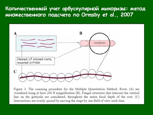 Количественный учет арбускулярной микоризы: метод множественного подсчета по Ormsby et al., 2007