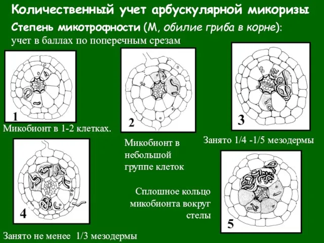 Количественный учет арбускулярной микоризы Степень микотрофности (М, обилие гриба в корне): учет