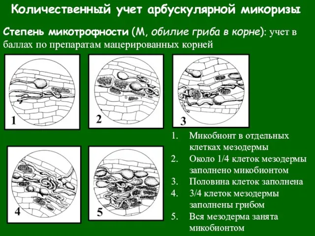 Количественный учет арбускулярной микоризы Степень микотрофности (М, обилие гриба в корне): учет