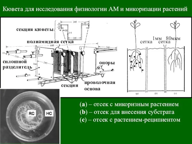 Кювета для исследования физиологии АМ и микоризации растений (а) – отсек с