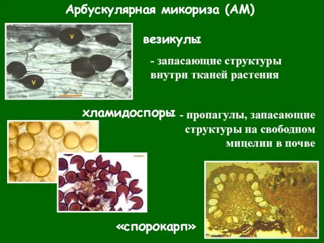 Арбускулярная микориза (АМ) везикулы - запасающие структуры внутри тканей растения - пропагулы,