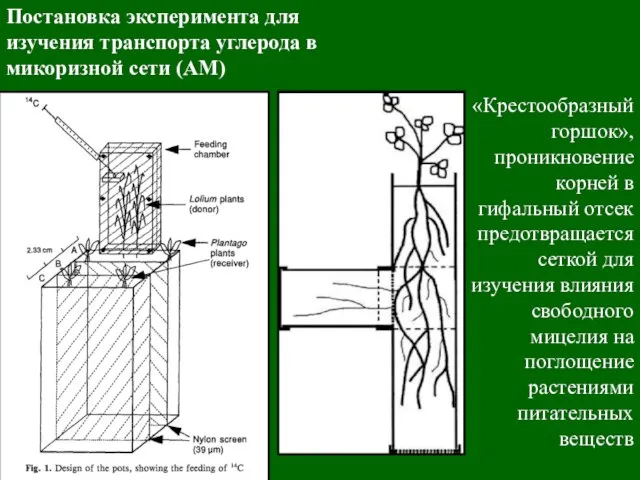 Постановка эксперимента для изучения транспорта углерода в микоризной сети (АМ) «Крестообразный горшок»,