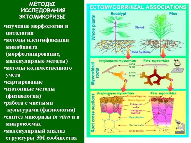 МЕТОДЫ ИССЛЕДОВАНИЯ ЭКТОМИКОРИЗЫ изучение морфологии и цитологии методы идентификации микобионта (морфотипирование, молекулярные