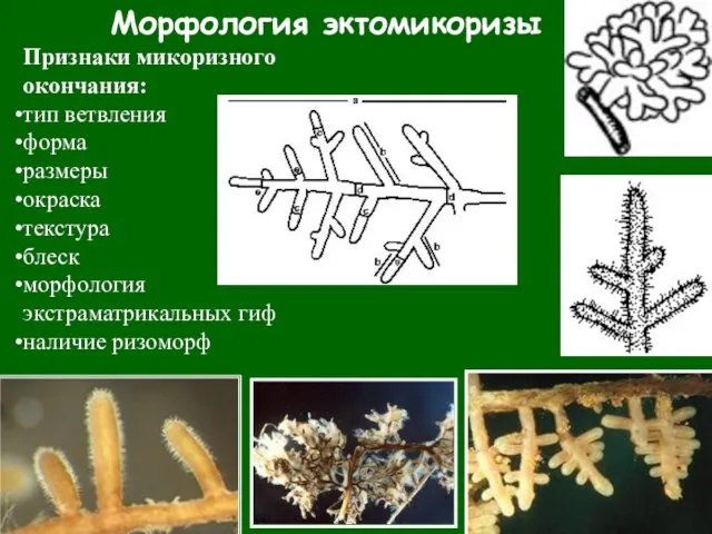 Морфология эктомикоризы