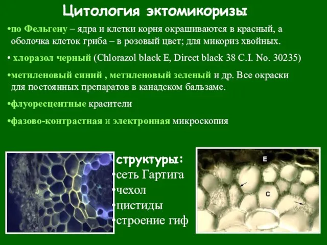 Цитология эктомикоризы структуры: сеть Гартига чехол цистиды строение гиф по Фельгену –