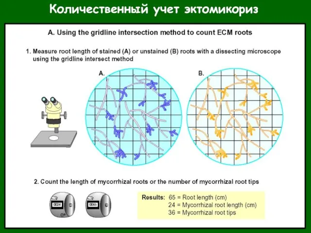 Количественный учет эктомикориз