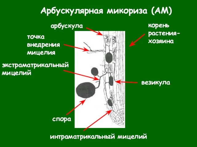 Арбускулярная микориза (АМ)