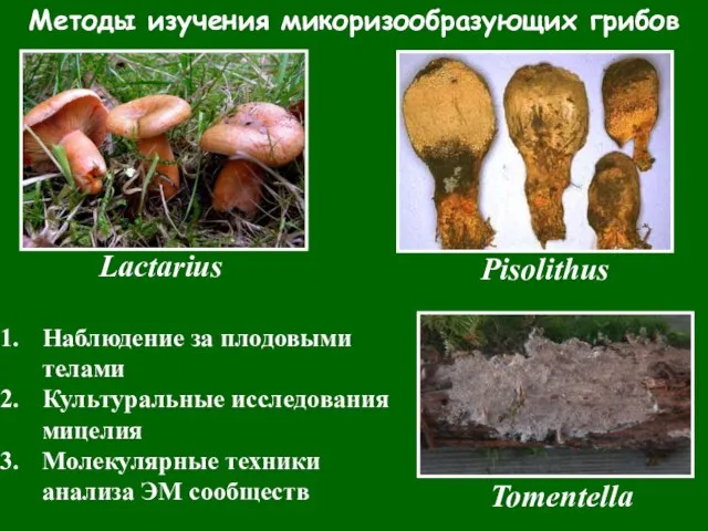 Методы изучения микоризообразующих грибов Наблюдение за плодовыми телами Культуральные исследования мицелия Молекулярные