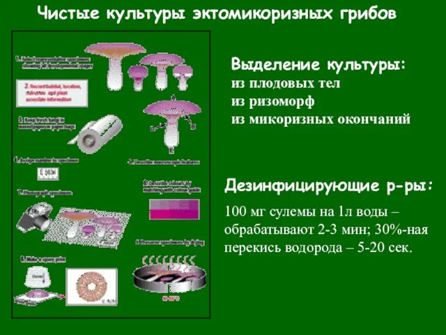 Чистые культуры эктомикоризных грибов Дезинфицирующие р-ры: 100 мг сулемы на 1л воды