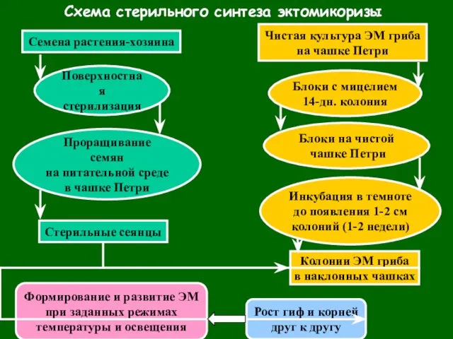 Схема стерильного синтеза эктомикоризы