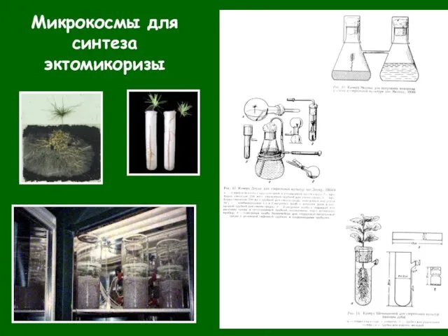 Микрокосмы для синтеза эктомикоризы