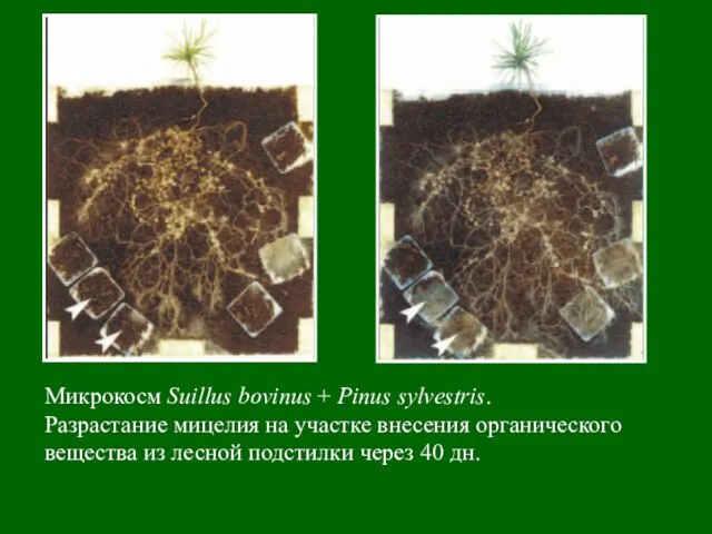 Микрокосм Suillus bovinus + Pinus sylvestris. Разрастание мицелия на участке внесения органического