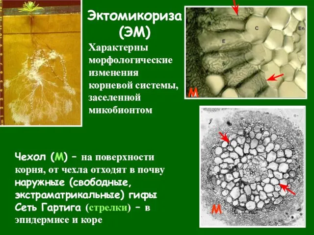 Эктомикориза (ЭМ) Характерны морфологические изменения корневой системы, заселенной микобионтом Чехол (М) –