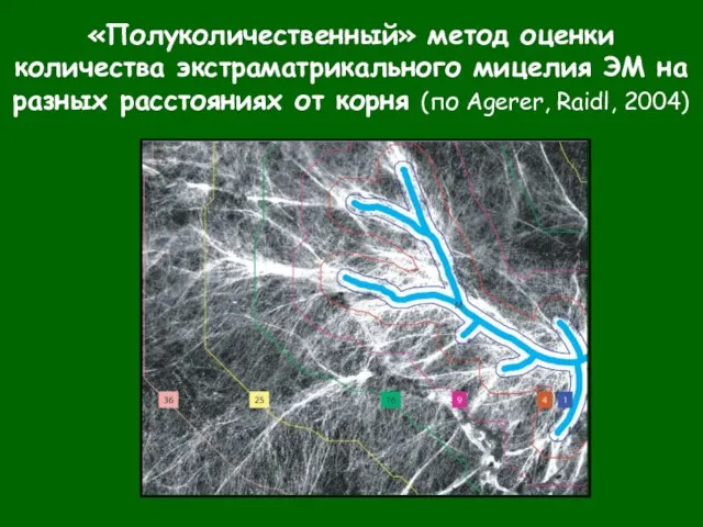 «Полуколичественный» метод оценки количества экстраматрикального мицелия ЭМ на разных расстояниях от корня (по Agerer, Raidl, 2004)