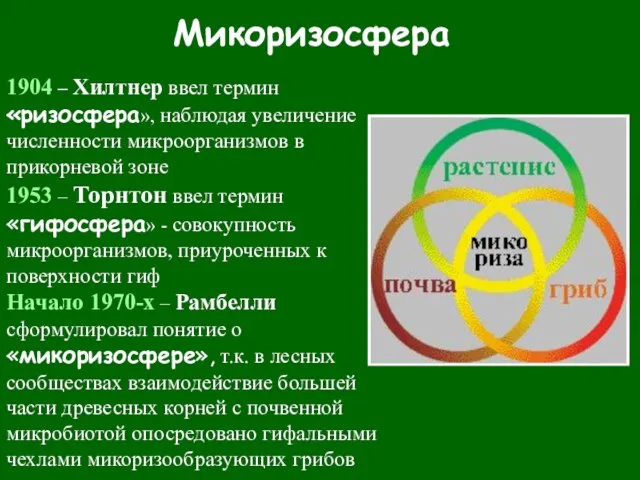 Микоризосфера 1904 – Хилтнер ввел термин «ризосфера», наблюдая увеличение численности микроорганизмов в