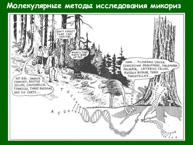 Молекулярные методы исследования микориз