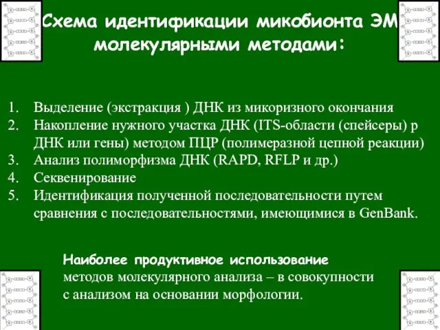 Выделение (экстракция ) ДНК из микоризного окончания Накопление нужного участка ДНК (ITS-области