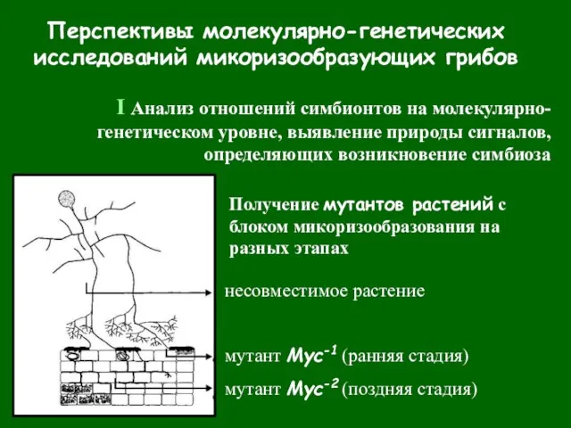 Перспективы молекулярно-генетических исследований микоризообразующих грибов I Анализ отношений симбионтов на молекулярно-генетическом уровне,