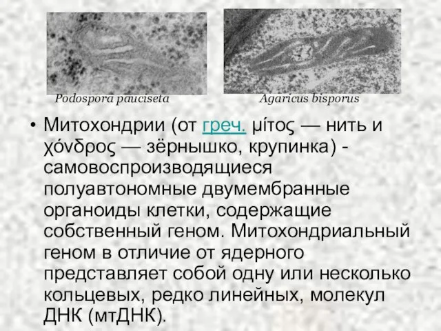 Митохондрии (от греч. μίτος — нить и χόνδρος — зёрнышко, крупинка) -