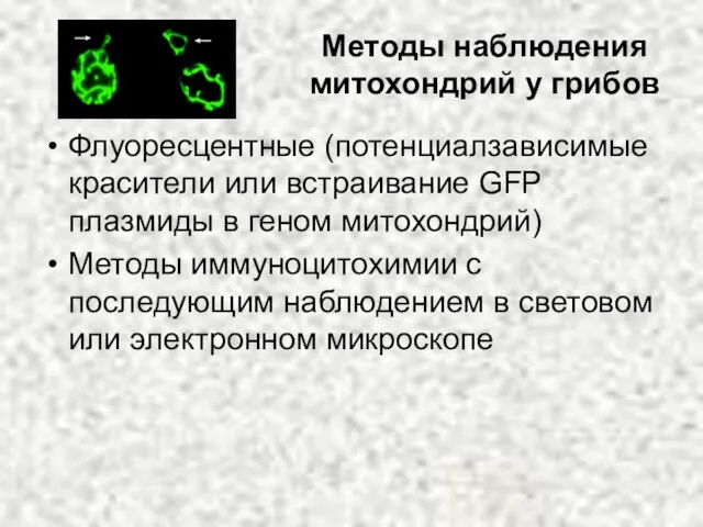 Методы наблюдения митохондрий у грибов Флуоресцентные (потенциалзависимые красители или встраивание GFP плазмиды