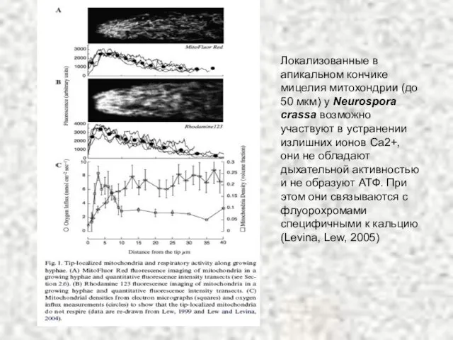 Локализованные в апикальном кончике мицелия митохондрии (до 50 мкм) у Neurospora crassa