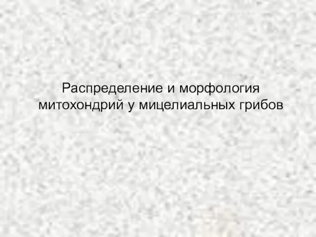 Распределение и морфология митохондрий у мицелиальных грибов