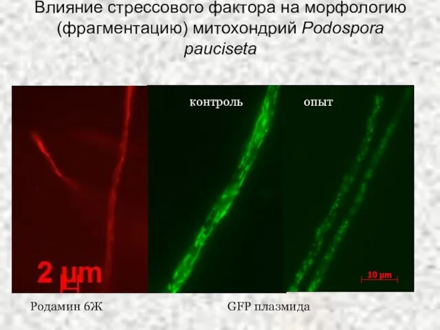 Влияние стрессового фактора на морфологию (фрагментацию) митохондрий Podospora pauciseta Родамин 6Ж GFP плазмида контроль опыт