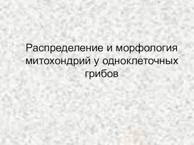 Распределение и морфология митохондрий у одноклеточных грибов