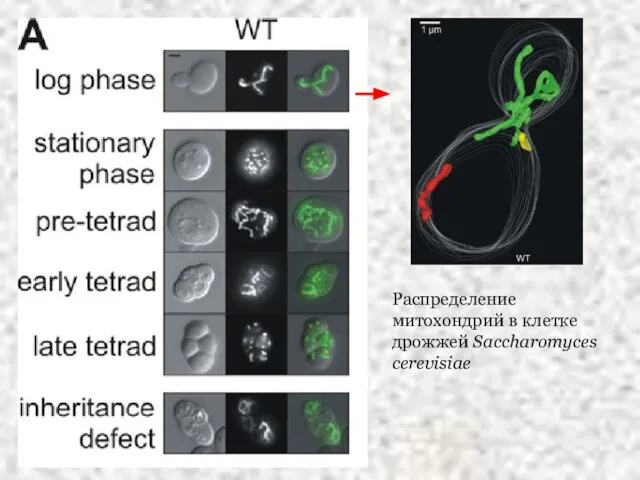 Распределение митохондрий в клетке дрожжей Saccharomyces cerevisiae