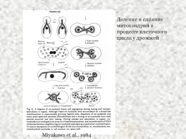 Miyakawa et al., 1984 Деление и слияние митохондрий в процессе клеточного цикла у дрожжей