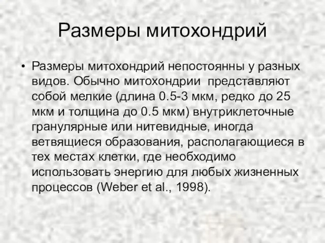 Размеры митохондрий Размеры митохондрий непостоянны у разных видов. Обычно митохондрии представляют собой