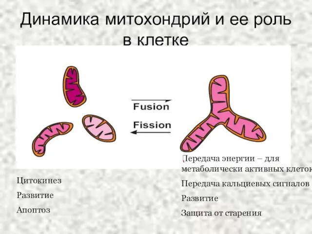 Динамика митохондрий и ее роль в клетке Цитокинез Развитие Апоптоз Передача энергии