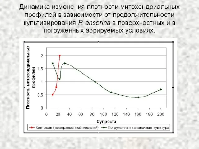 Динамика изменения плотности митохондриальных профилей в зависимости от продолжительности культивирования P. anserina