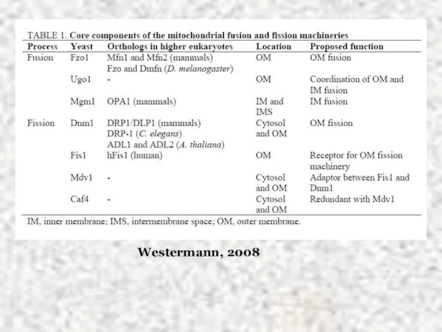 Westermann, 2008 Westermann, 2008