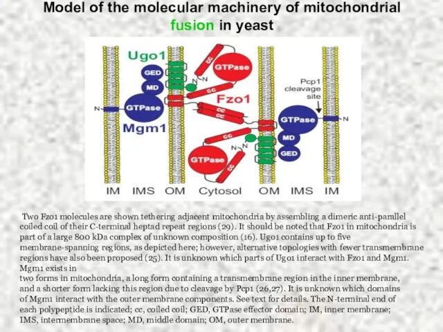 Model of the molecular machinery of mitochondrial fusion in yeast Two Fzo1
