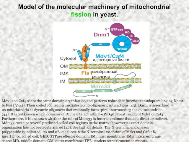 Model of the molecular machinery of mitochondrial fission in yeast. Mdv1 and