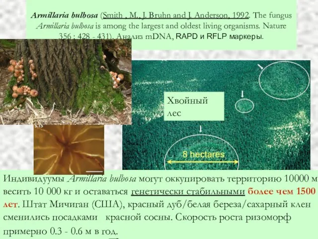 Armillaria bulbosa (Smith , M., J. Bruhn and J. Anderson, 1992. The