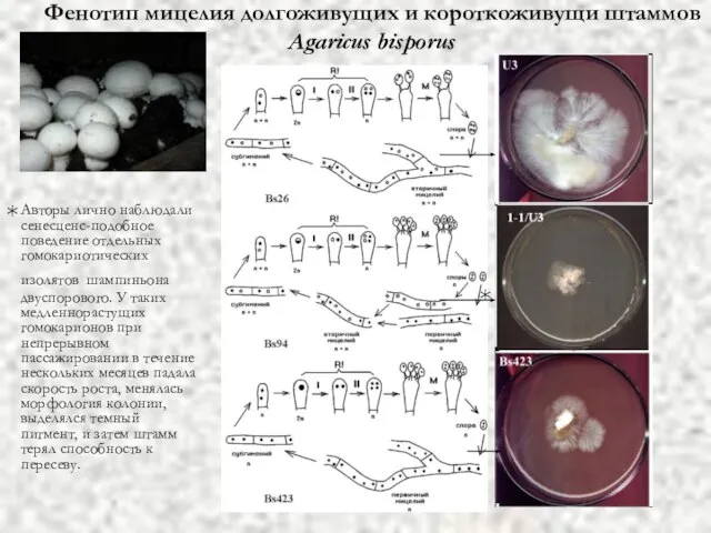 Фенотип мицелия долгоживущих и короткоживущи штаммов Agaricus bisporus Авторы лично наблюдали сенесценс-подобное