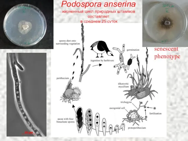 Podospora anserina жизненный цикл природных штаммов составляет в среднем 25 суток senescent phenotype