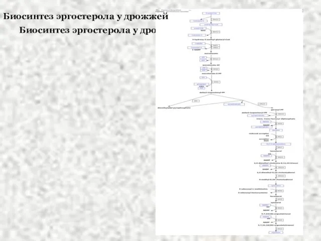 Биосинтез эргостерола у дрожжей Биосинтез эргостерола у дрожжей