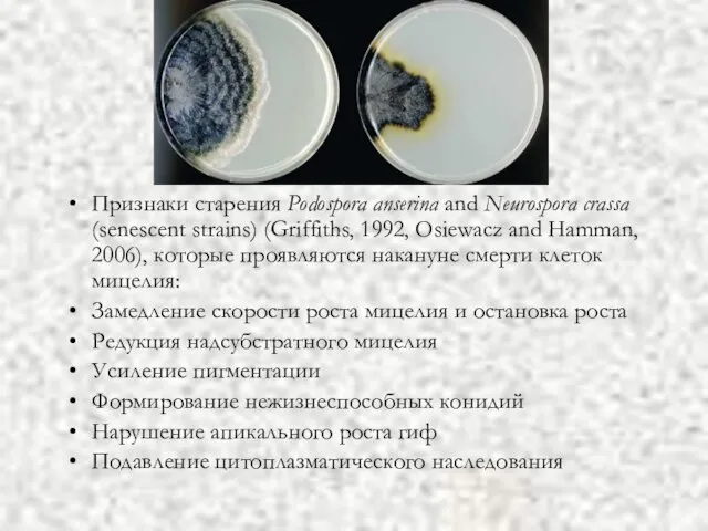 Признаки старения Podospora anserina and Neurospora crassa (senescent strains) (Griffiths, 1992, Osiewacz