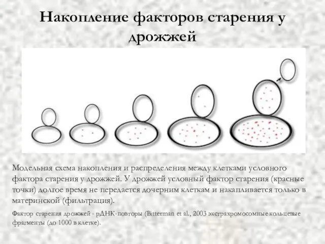 Накопление факторов старения у дрожжей Модельная схема накопления и распределения между клетками